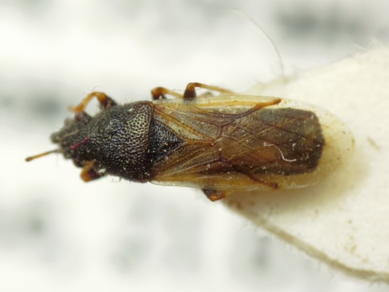 Metopoplax origani (Kolenati, 1845)